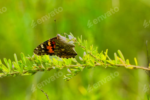 Preview: Butterfly perched on a green plant branch