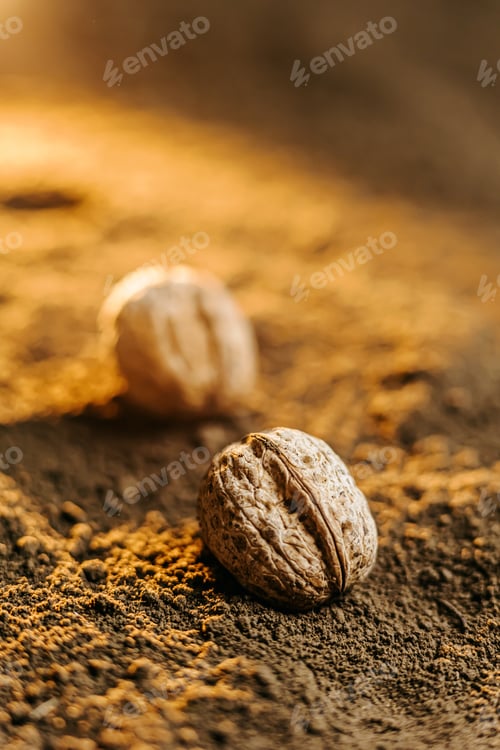 Preview: A cropped image of a cluster of walnut seeds lying on top of the ground