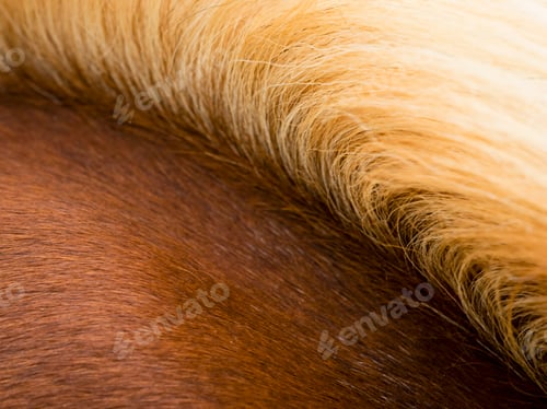 Preview: The thick pale gold mane of a bay horse.