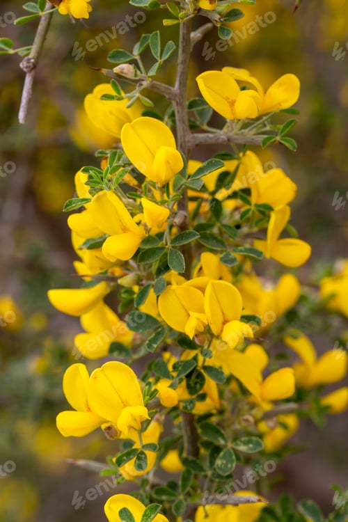 Preview: Common broom or Scotch broom, Cytisus scoparius
