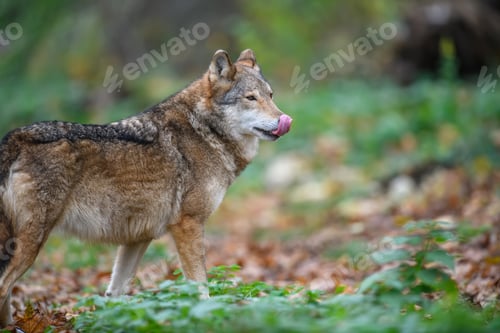 Preview: Close up wolf in autumn forest background