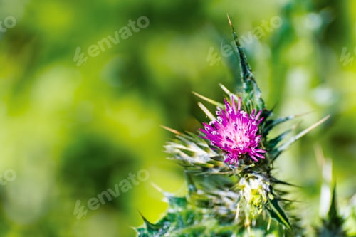 Preview: Slender Thistle (Carduus tenuiflorus) flower