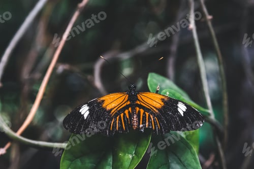 Preview: Colorful butterfly perched atop a lush green leaf,