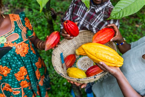 Preview: Closeup of three African cocoa pickers with freshly harvested pods in hand