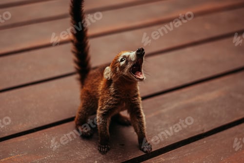 Preview: Baby coati is begging for food