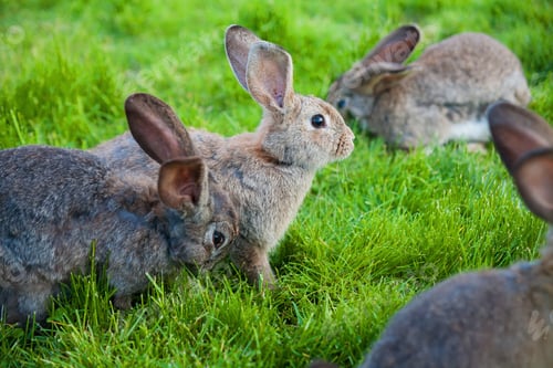 Preview: rabbits eat the grass in garden