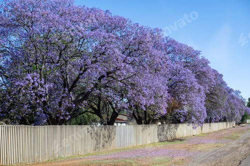 Preview: Jacaranda Trees blooming in a Pretoria park, South Africa