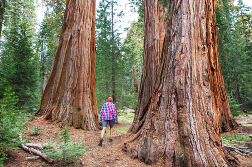 Preview: Sequoia