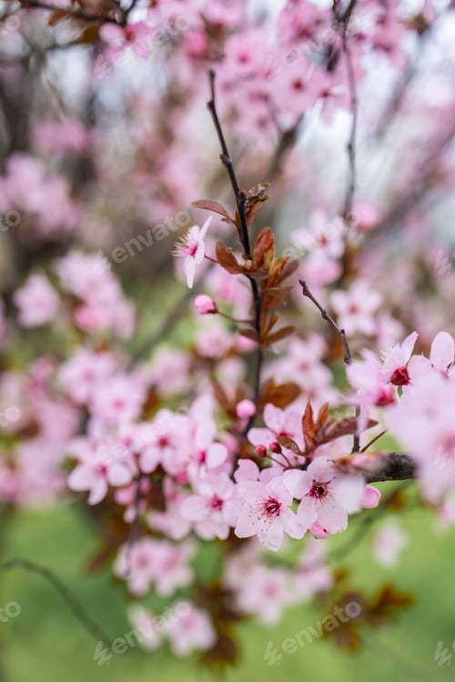 Preview: Selective focus of beautiful branches of pink cherry on a tree, beautiful sakura flowers in the spri