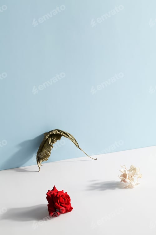 Preview: Abstract composition of red rose and dry leaf on white, blue background. art and design concept. Art