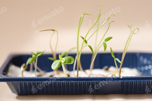 Preview: Green sprous and seeds, macro shot