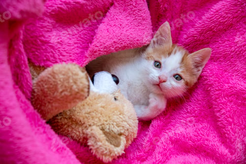 Preview: Pet animal; down syndrome kitten cat indoor.