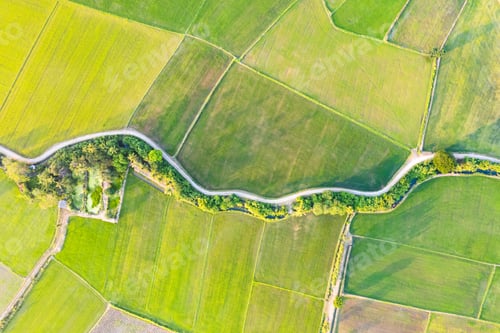 Preview: Aerial view of Green rice paddy field, farming cultivation in agricultural land at countryside