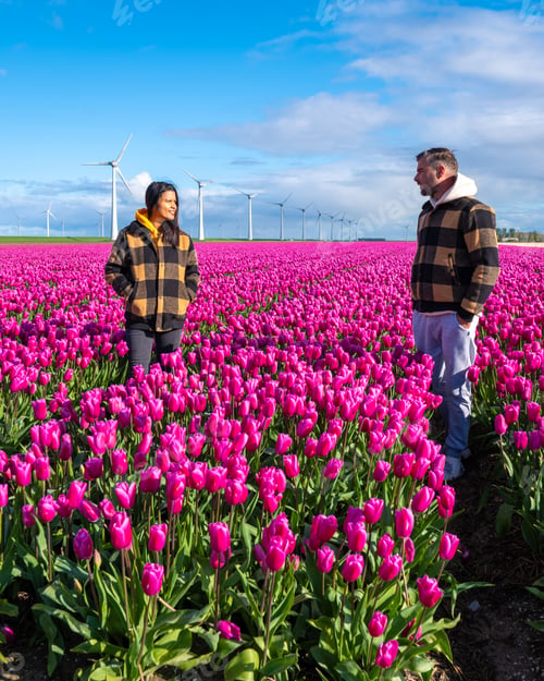 Preview: In a vibrant field of purple tulips in the Netherlands, two people stand enchanted by the beauty of