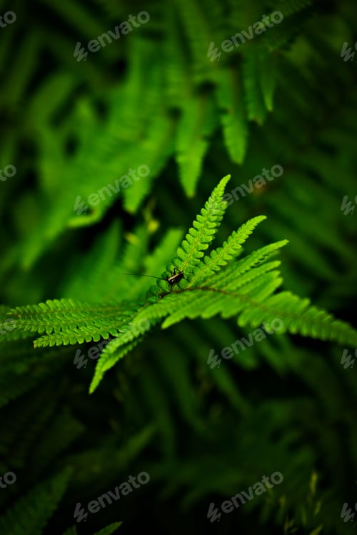 Preview: Closeup of a beetle on a lush green fern leaf.