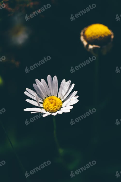 Preview: Chamomile flower close up