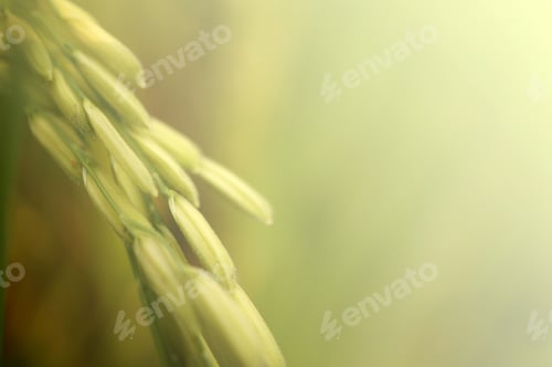 Preview: Paddy Rice Field , Soft Color Style For Background