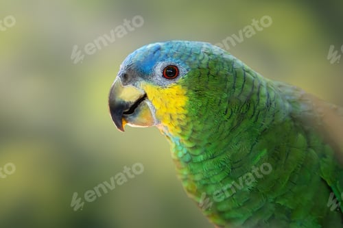 Preview: Orange-winged Amazon Parrot (Amazona amazonica)