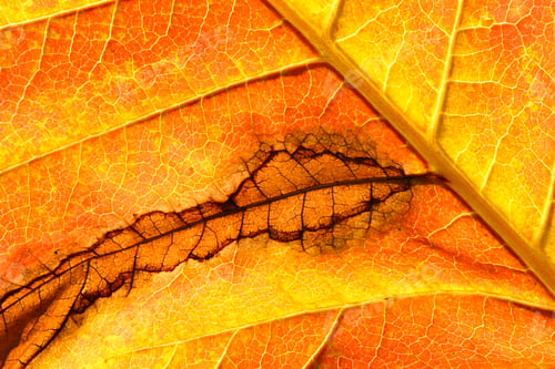 Preview: Close up of a leaf in Autumn with veins and brown degeneration