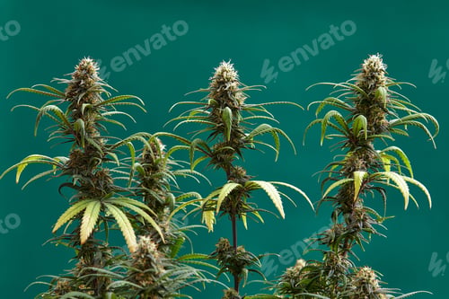 Preview: Close-up of a marijuana buds flower isolated on a light green background. Cannabis can help manage