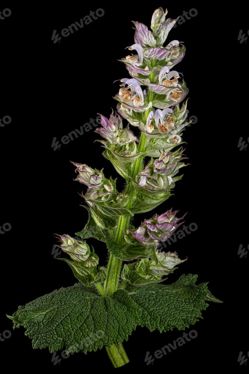Preview: Inflorescences clary sage, lat. Salvia sclarea, isolated on black background