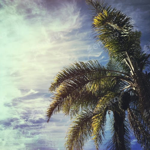 Preview: Palm tree against the sky