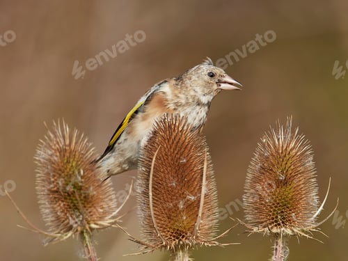 Preview: European goldfinch (Carduelis carduelis)