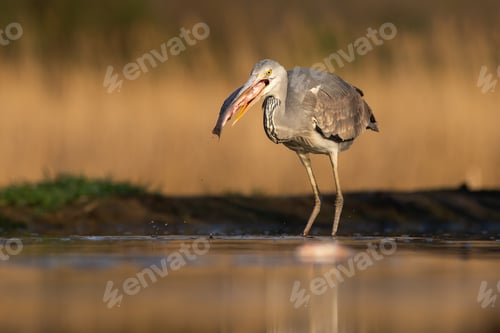 Preview: Sunlit grey heron holding a fish in a beak ready to eat it in a pond