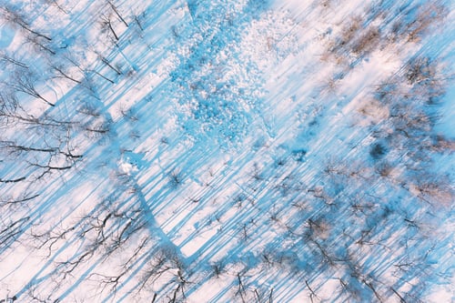 Preview: Beautiful Snowy White Frozen Frosted Trees Park In Winter Sunny Frosty Day. Long Woods Shadows