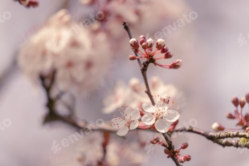 Preview: Spring blossoms