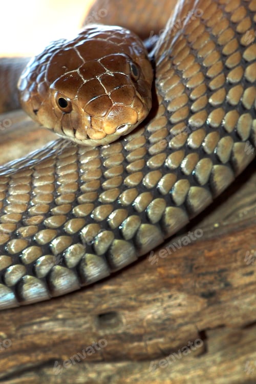 Preview: Mozambique Spitting Cobra, Chobe National Park, Botswana