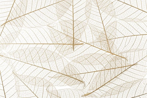 Preview: Background from skeletonized leaves isolated on white