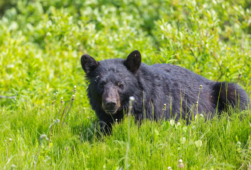 Preview: Black bear