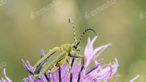 Preview: Green beetle on beautiful flower. Creative. Beautiful beetle sits on flower. Close-up of beetle with