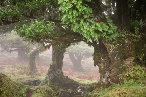 Preview: two large trees are standing in the middle of the forest
