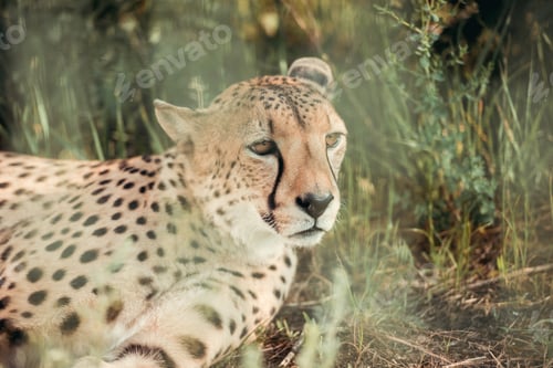 Preview: close up view of beautiful cheetah animal resting on green grass at zoo