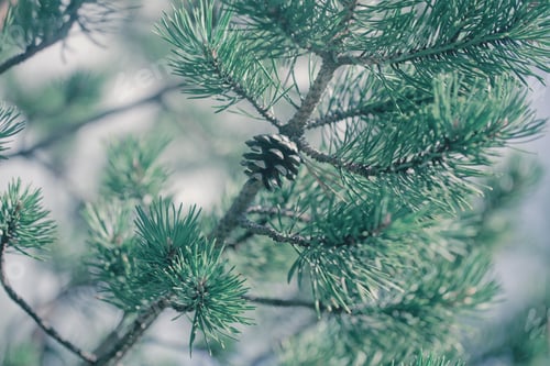 Preview: spruce cone