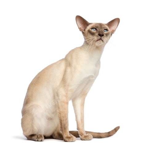Preview: Oriental Shorthair sitting and looking up against white background