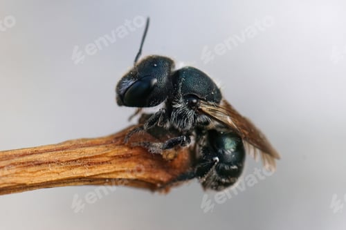 Preview: Closeup of a female blue mason bee , Osmia caerulescens, hanging on a twig
