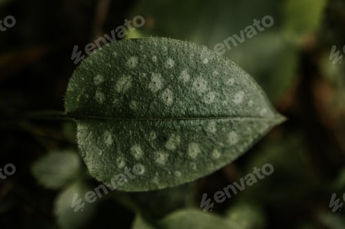Preview: Close-up macro leaf in the nature