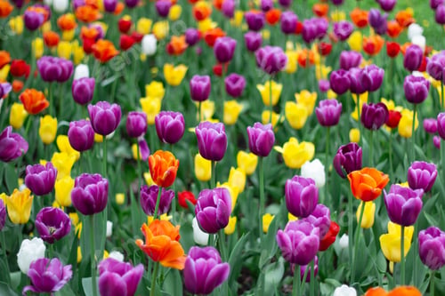 Preview: Tulips
