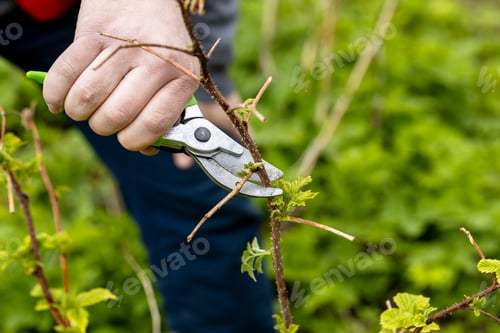 Preview: A gardener manually cuts a raspberry bush with a bypass pruner.