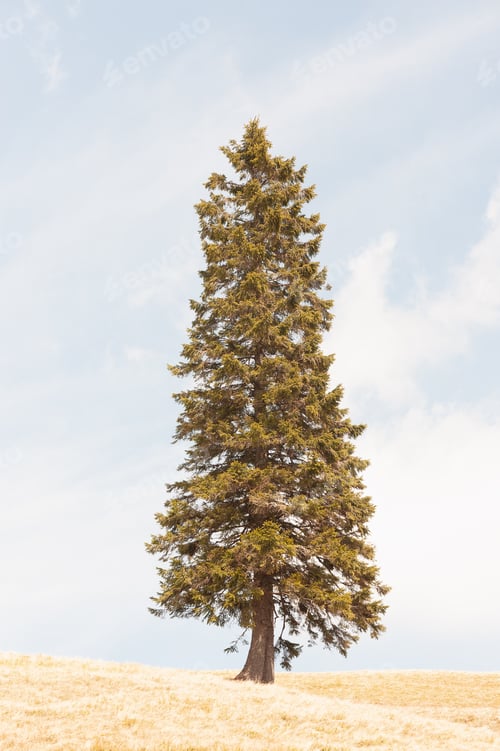 Preview: Lonely old fir tree on spring hills