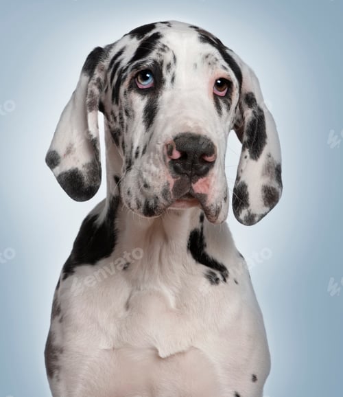 Preview: Great Dane puppy, 6 months old, in front of blue background