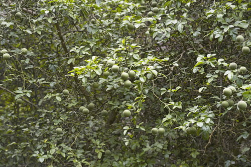 Preview: Trifoliate Citrus (Poncirus Trifoliata). Called Japanese Bitter Orange, Hardy Orange And Chinese