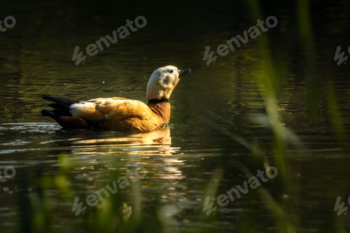 Preview: Ogar duck (Tadorna ferruginea) soaring across the tranquil surface of a lake in a lush grassy area