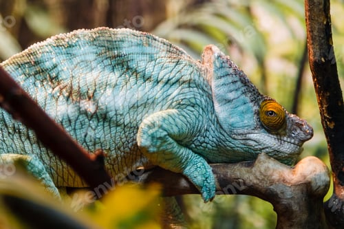 Preview: lizard