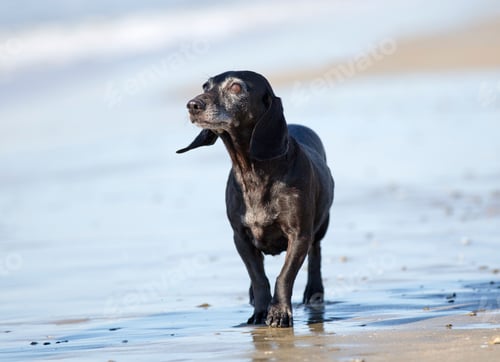 Preview: old dachshund on the beach