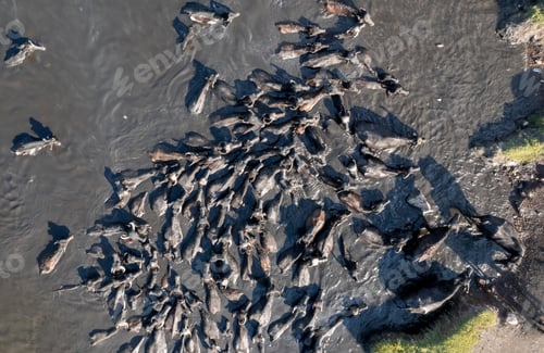 Preview: Aerial view of group of neat crossing the river