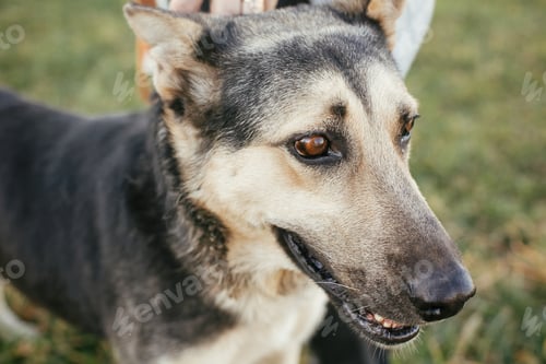 Preview: Volunteer hugging mixed breed german shepherd dog in green park